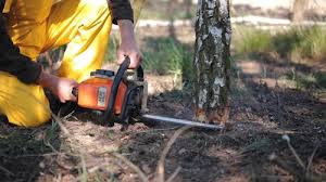 Best Tree Disease Treatment  in Fort Lewis, WA